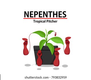 Red Nepenthes plant in pot isolated on white, vector