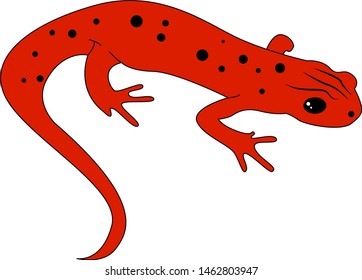 Red Newt, Illustration, Vector On White Background.