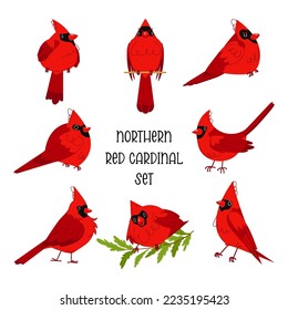 Red Northern cardinals pose vector set. Cute Winter bird character flat illustration. Holiday collection