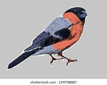 
Red nose bird looking right