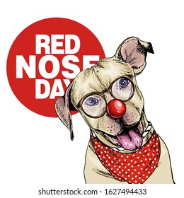 Red nose day poster. Vector hand drawn dog portrait. pit bull terrier wearing glasses, clown nose and bandana. American red nose day greeting card. Flyer, poster, banner design. Medical event.