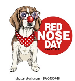 Red nose day poster. Vector hand drawn dog portrait. Beagle wearing glasses, clown nose and bandana. American red nose day greeting card. Flyer, poster, banner design. Medical event.