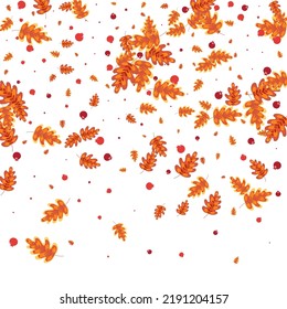 Red Oak Background White Vector. Leaves Landscape Set. Golden Acorn. Elm Illustration. Green Plant Modern.