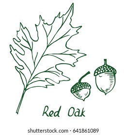 Red Oak (Erythrobalanus) Leaf and acorn, hand drawn doodle, sketch in pop art style, vector illustration