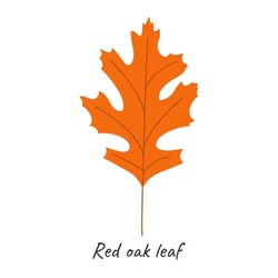 Red Oak Leaf. Vector Illustration.
