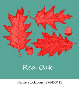 Red oak leaves and acorn, vector design elements