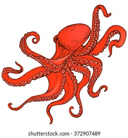 red octopus hand drawn illustration