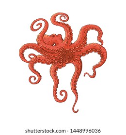 Red octopus swimming underwater in dramatic pose, vintage cartoon style hand drawn realistic sea animal isolated on white background. Vector illustration.