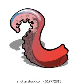 Red octopus tentacle isolated on a white background. Vector illustration.
