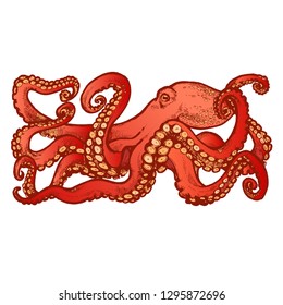 Red Octopus with tentacles. Hand drawn stock vector illustration