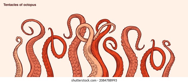 Red octopus tentacles reaching upwards, squid-like marine animal body parts protruding from out of frame, cut for food or frame design, cartoon sketch vector illustration. 