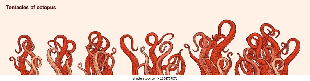 Red octopus tentacles reaching upwards, squid-like marine animal body parts protruding from out of frame, cut for food or frame design, cartoon sketch vector illustration. 