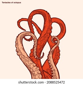 Red octopus tentacles reaching upwards, squid-like marine animal body parts protruding from out of frame, cut for food or frame design, cartoon sketch vector illustration. 