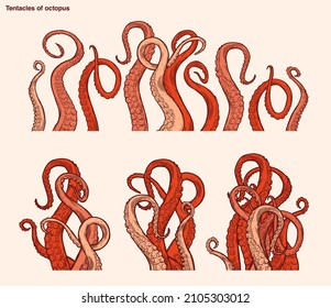 Red octopus tentacles reaching upwards, squid-like marine animal body parts protruding from out of frame, cut for food or frame design, cartoon sketch vector illustration. 