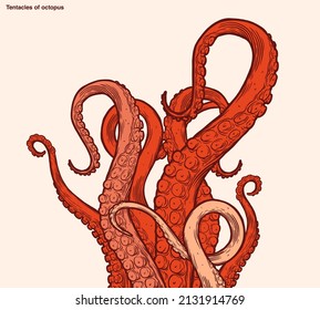 Red octopus tentacles reaching upwards, squid-like marine animal body parts protruding from out of frame, cut for food or frame design, cartoon sketch vector illustration. 