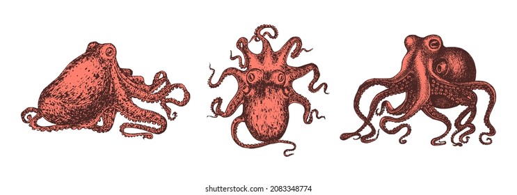 Red Octopus, vintage illustrations. Mollusk sketches set in vector. Drawings in engraving style.