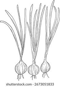 Red Onion Botanical Sketch Illustration Hand Drawn Vegetable