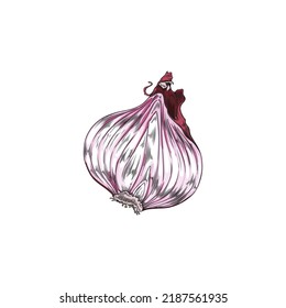 Red onion bulb colorful hand drawn sketch vector illustration isolated on white background. Red or purple onion pungent natural flavoring and vegetarian food.