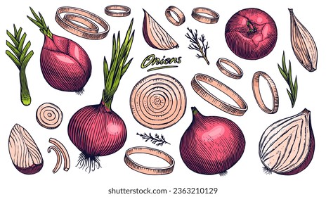 Bombilla de cebolla roja, tajada de medio corte y anillos. Mano dibujada con tinta de estilo vintage. Diseño de contorno gráfico lineal. Platos vegetarianos detallados. Ilustración vectorial para etiqueta, afiche e impresión