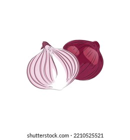 Red Onion bulb and slices, hand draw vegetable illustration on white background