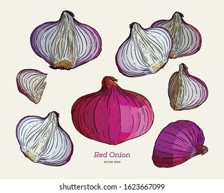 Red onion collection, hand draw sketch vector.