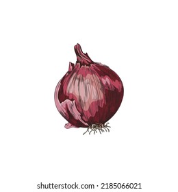 Red onion colored sketch, vector illustration isolated on white background. Hand drawn sweet onion drawing with engraving texture. Organic vegetable for cooking.