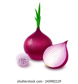 Red onion with fresh green sprout, half and flower isolated on white background. Vector illustration. 