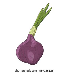 Red onion. Hand drawn colored sketch. Vector illustration isolated on white background