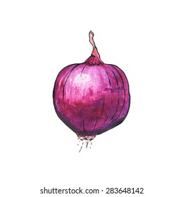 Red onion. Hand-drawn fresh vegetable. Real watercolor drawing. Vector illustration. Traced painting