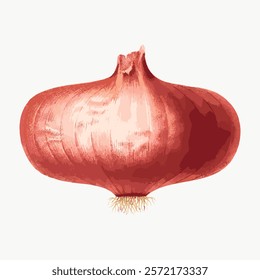 Red onion illustration with vibrant red onion hues. The red onion stands out with its unique shape. Perfect for red onion-themed designs. Vintage plant vector element, isolated illustration.