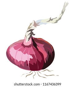 Red Onion. Vector colorful illustration isolated on white background.