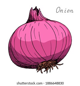 Red onion. Whole vegetable. Ink botanical vintage illustration. Hand-drawn sketch. Isolated