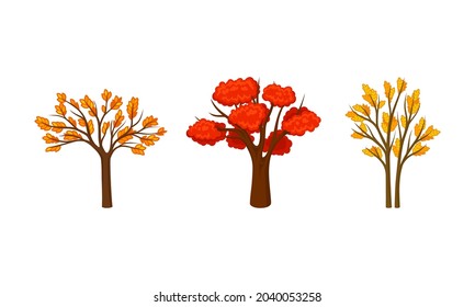 Otoño rojo y naranja. Árbol de caída para ilustración vectorial de diseño de jardines, parques y bosques