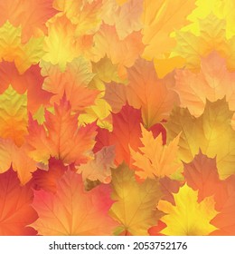 Red, orange, brown and yellow autumn leaves. Vector