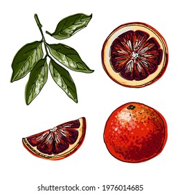 Red orange. Citrus. Vector food icons of fruits. Colored sketch of food products. 