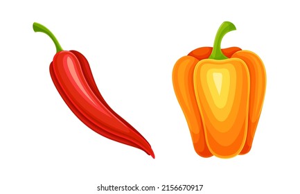 Red and orange fresh pepper bell and chili. Healthy spicy vegetables set vector illustration