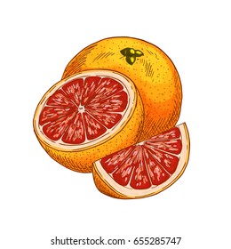 Red orange fruit sketch. Vector isolated icon of fresh whole and cut slice tropical orange or tangerine citrus fruit for jam and juice drink product label or grocery store and farm market design