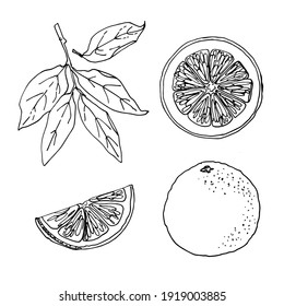 Rote orangefarbene Früchte. Vektorgrafik von Lebensmitteln.