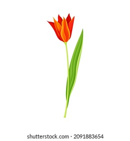 Red and orange tulip flower. Elegant floral design element vector illustration
