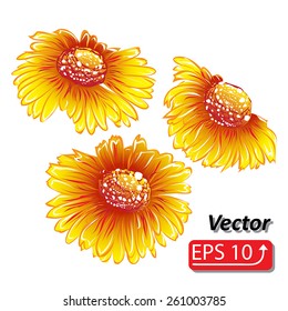 red orange yellow daisy flower watercolor Flowers isolated on white background vector illustration