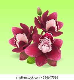 Red orchid flower