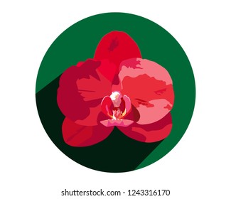 Red orchid flower in a green circle. Blooming orchid on a white background. Home plant. One flower during flowering in a green circle. Botanical illustration. Orchid flower with five leaves.