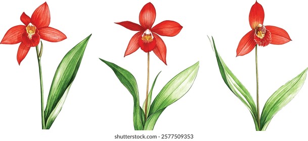 Red orchid flowers (Phalaenopsis). Realistic vector illustration vector  on white background.
