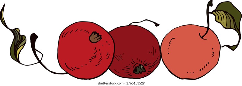 Red organic apples on a white background. Hand drawn vector illustration for cards, posters, stickers and seasonal design.