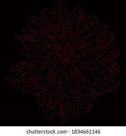 Red outline of chrysanthemum on a black background, vector
