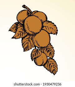 Red outline hand drawn big raw fresh prune twig stem flora grow logo emblem retro art doodle line style. Closeup view bio eco ripe sweet juicy tasty prunus health vegan jam diet autumn sky text space