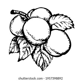 Red outline hand drawn big raw fresh prune twig stem flora grow logo emblem retro art doodle line style. Closeup view bio eco ripe sweet juicy tasty prunus health vegan jam diet autumn sky text space