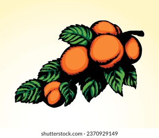 Rama con albaricoques. Dibujo de vectores