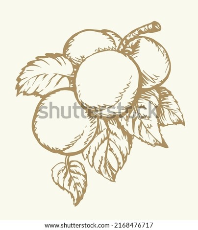 Red outline hand drawn big raw fresh prune twig stem flora grow logo emblem retro art doodle line style. Closeup view bio eco ripe sweet juicy tasty prunus health vegan jam diet autumn sky text space