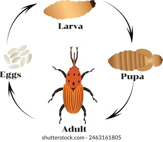 Red palm weevil (RPW), Rhynchophorus ferrugineus is an invasive insect pest of date palm (Phoenix dactylifera) and several other palm species. 